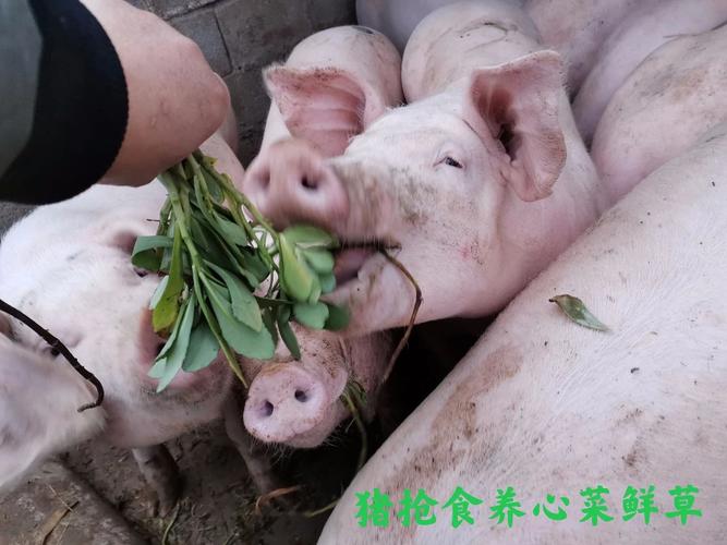 养心菜图升级禽畜产品功能性养心菜对比喂饲试验证实:鲜肉,禽蛋,鲜奶